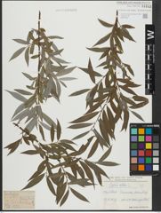 Foto von Salix alba L.
